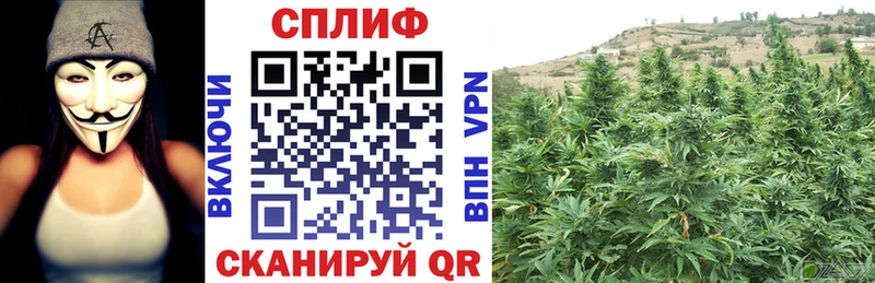 Конопля Bruce Banner  Жердевка 